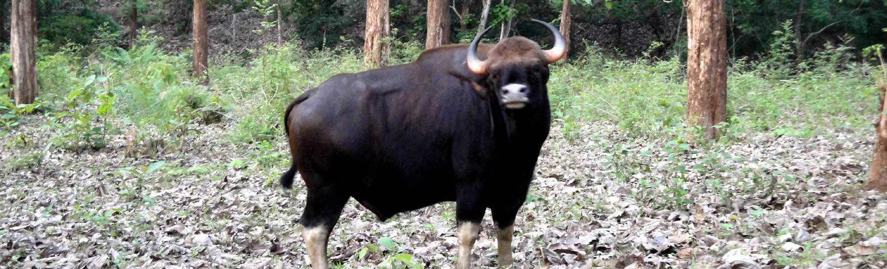 Bison Valley, Idukki - e Coimbatore - Coimbatore Local Directory