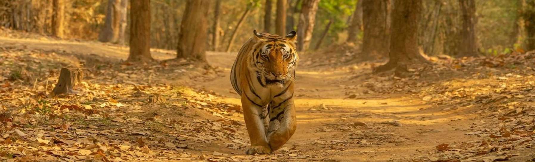 Tamil Nadu: Anamalai Tiger Reserve launched 'jumbo trails' in Coimbatore